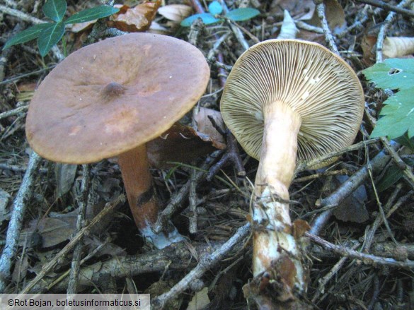 Lactarius tabidus