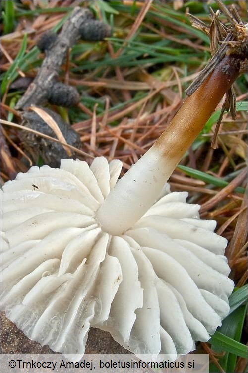 Marasmius wynnei