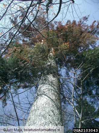 zrnati jelov lubadar, mali jelov lubadar (<i>Cryphalus piceae</i>) na <i>Abies alba</i>