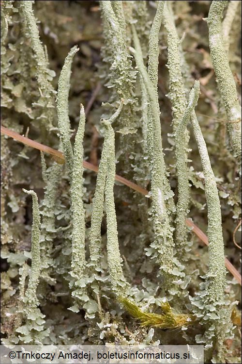 Cladonia glauca