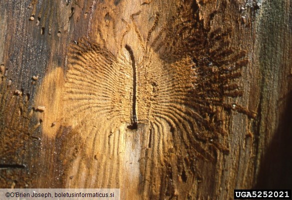 mali brestov beljavar (<i>Scolytus multistriatus</i>) na <i>Ulmus americana</i>