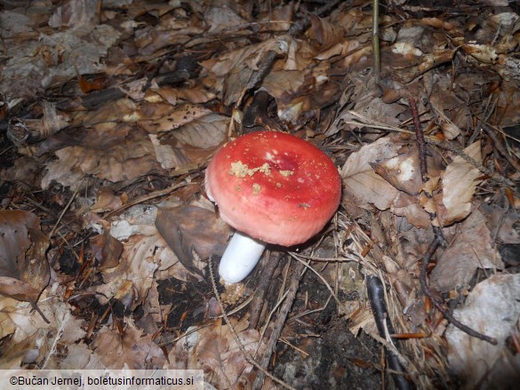 Russula lepida