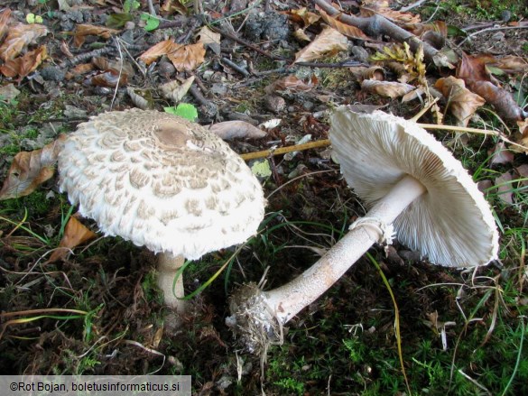 Macrolepiota fuliginosa