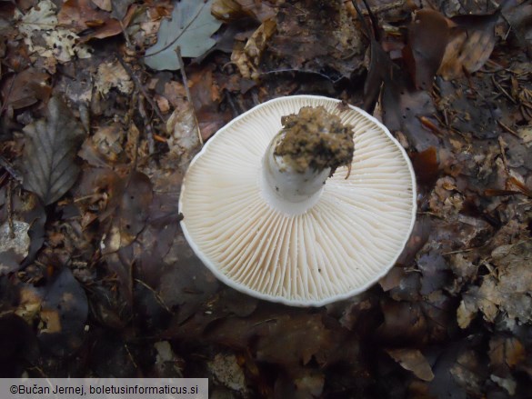 Russula nigricans