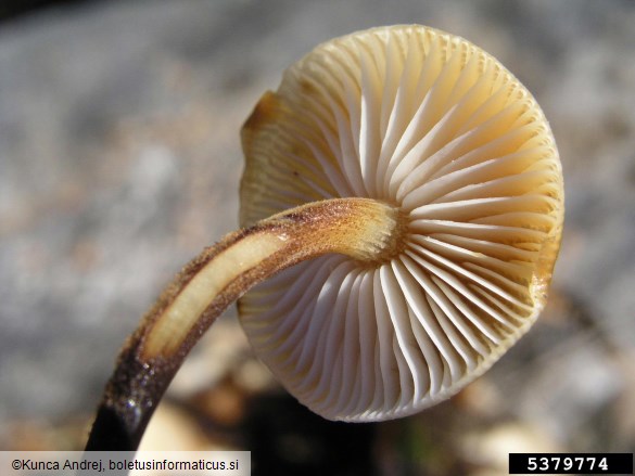 zimska panjevka (<i>Flammulina velutipes</i>) na <i>Ulmus</i> spp.