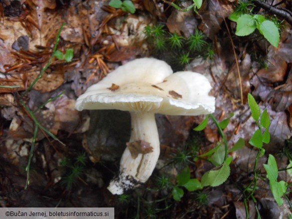 Hygrophorus eburneus