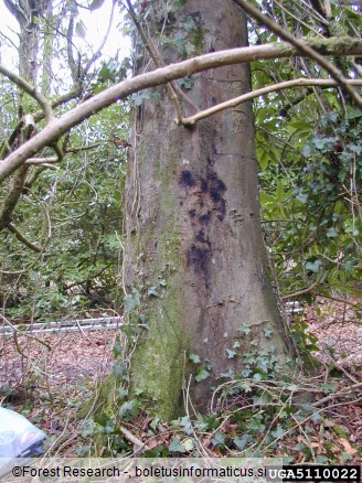 <i>Phytophthora kernoviae</i> na <i>Fagus sylvatica</i>