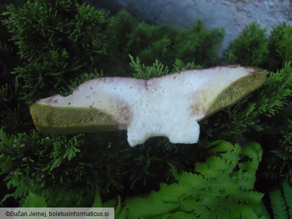 Boletus pinophilus