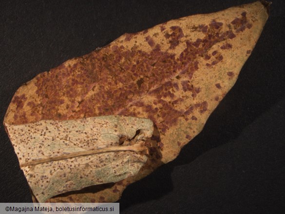 Puccinia maculosa
