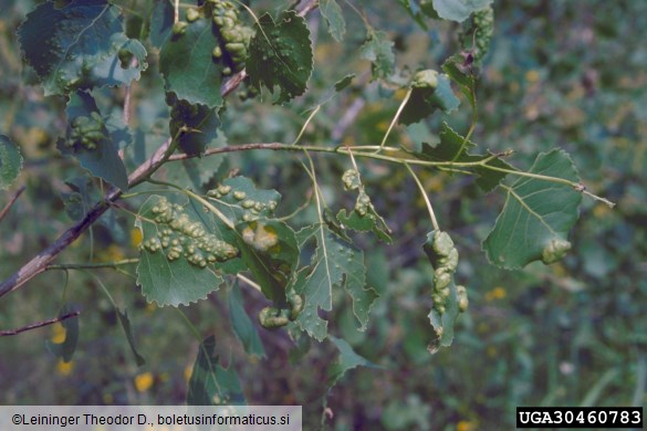 zlata bulavost topolovega listja (<i>Taphrina populina</i>) na <i>Populus deltoides</i>