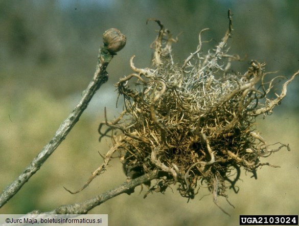 <i>Andricus caputmedusae</i> na <i>Quercus pubescens</i>