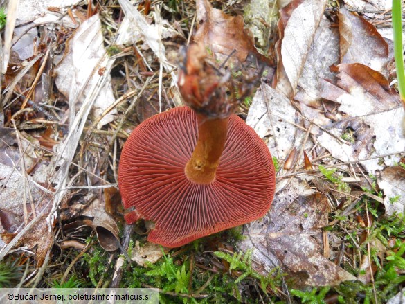 Cortinarius semisanguineus