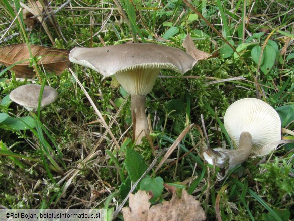 Clitocybe clavipes