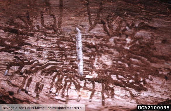 hrastov beljavar (<i>Scolytus intricatus</i>) na <i>Quercus</i> spp.