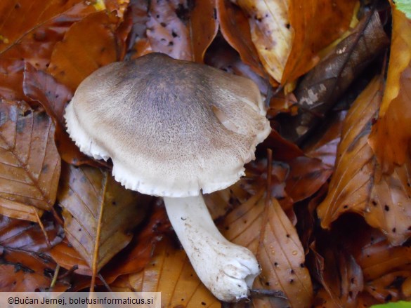 Tricholoma saponaceum