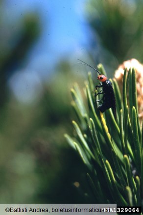 jeklenomodra borova zapredkarica (<i>Acantholyda erythrocephala</i>) na <i>Pinus mugo</i>