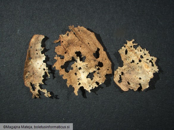 Uromyces erythronii
