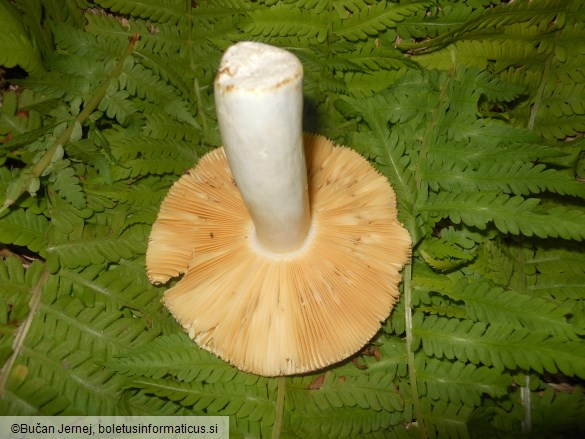 Russula romellii