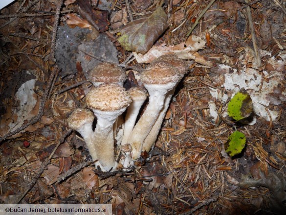 Armillaria ostoyae