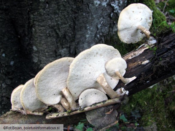 Polyporus lepideus