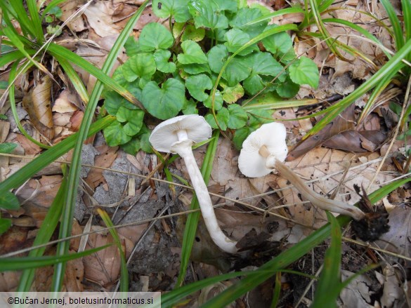 Lepiota cristata