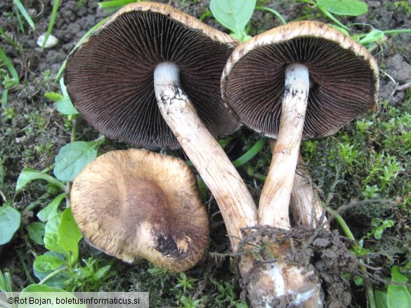 Psathyrella lacrymabunda