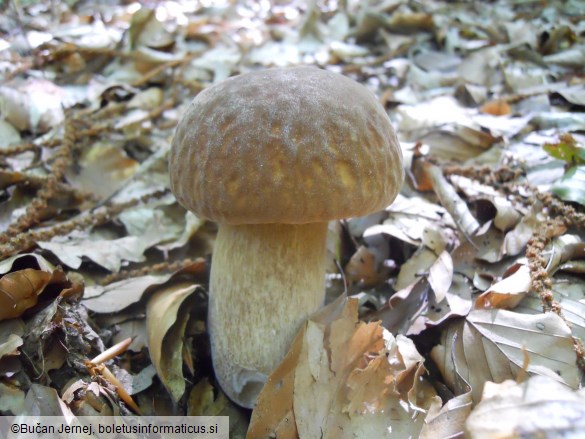 Boletus aestivalis