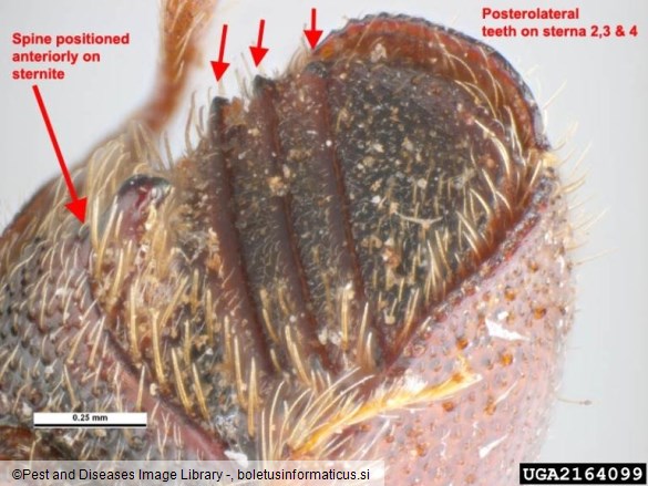 mali brestov beljavar (<i>Scolytus multistriatus</i>)