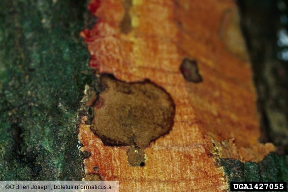 ramorumna sušica (<i>Phytophthora ramorum</i>) na <i>Quercus agrifolia</i>