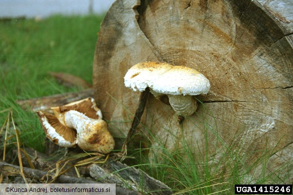 topolov luskinar (<i>Pholiota destruens</i>) na <i>Populus</i> spp.