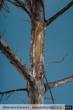 borov smolasti rak (<i>Gibberella circinata</i>) na <i>Pinus virginiana</i>