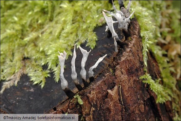 Xylaria hypoxylon