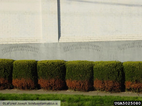 <i>Sol</i> na <i>Taxus</i> spp.