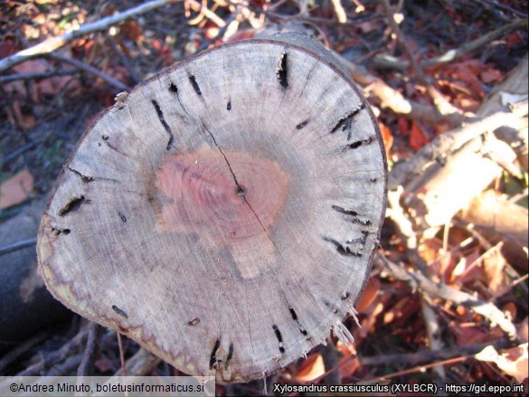 azijski ambrozijski podlubnik