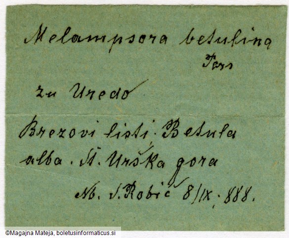 Melampsora betulina