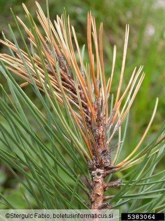 mali borov strženar (<i>Tomicus minor</i>)