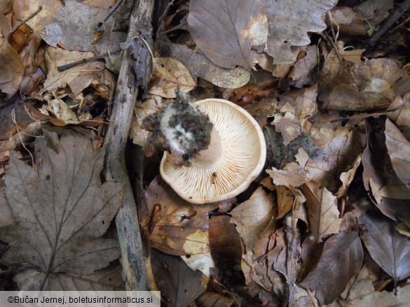 Lactarius pallidus