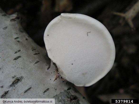 brezova odpadljivka (<i>Piptoporus betulinus</i>) na <i>Betula</i> spp.