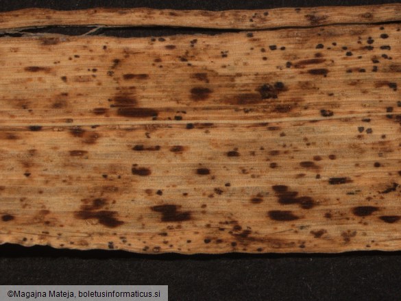 Puccinia rubigo-vera