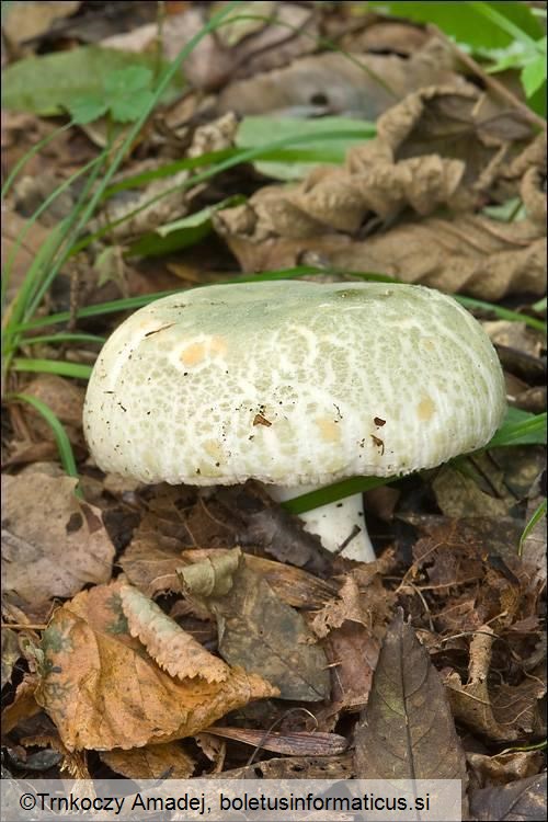 Russula virescens