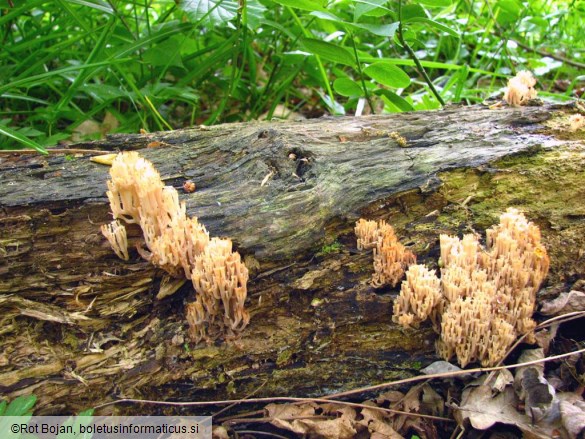 Artomyces pyxidatus