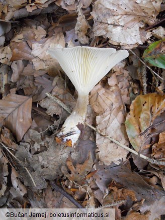 Clitocybe clavipes