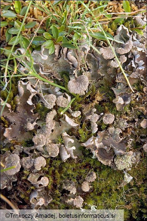 Peltigera aphthosa