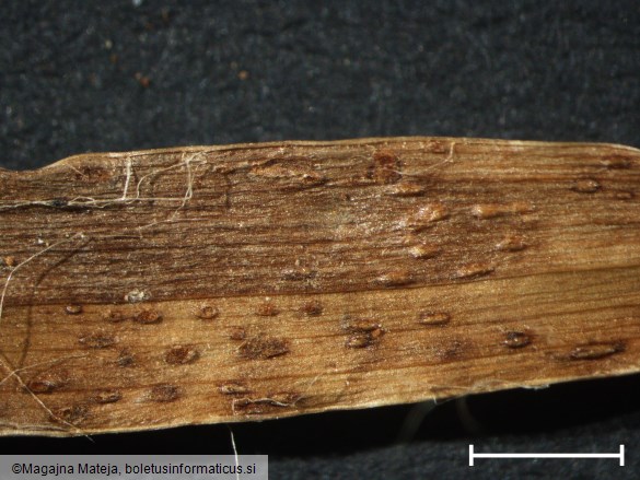 Puccinia oblongata