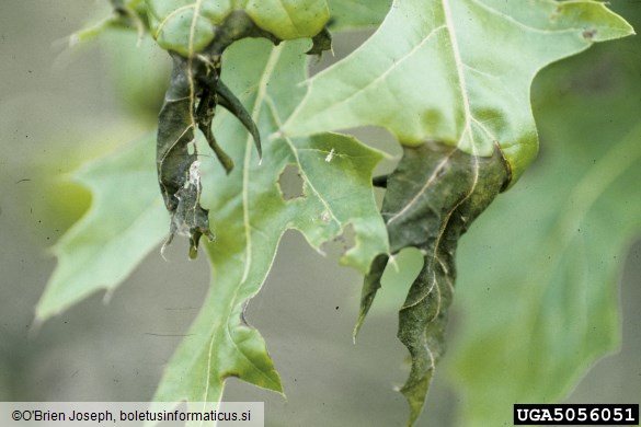 <i>Apiognomonia errabunda</i> na <i>Quercus</i> spp.