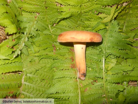 Lactarius volemus