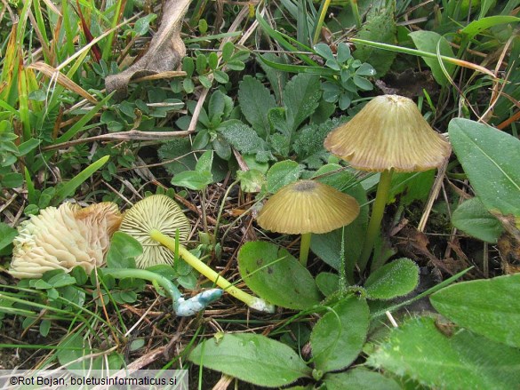 Entoloma incanum