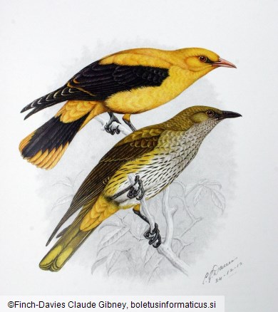 kobilar