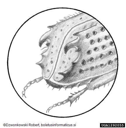 ostrozobi jelov lubadar (<i>Pityokteines spinidens</i>)