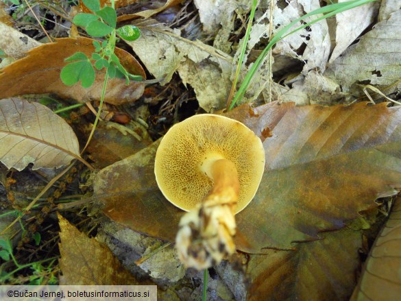 Suillus bovinus